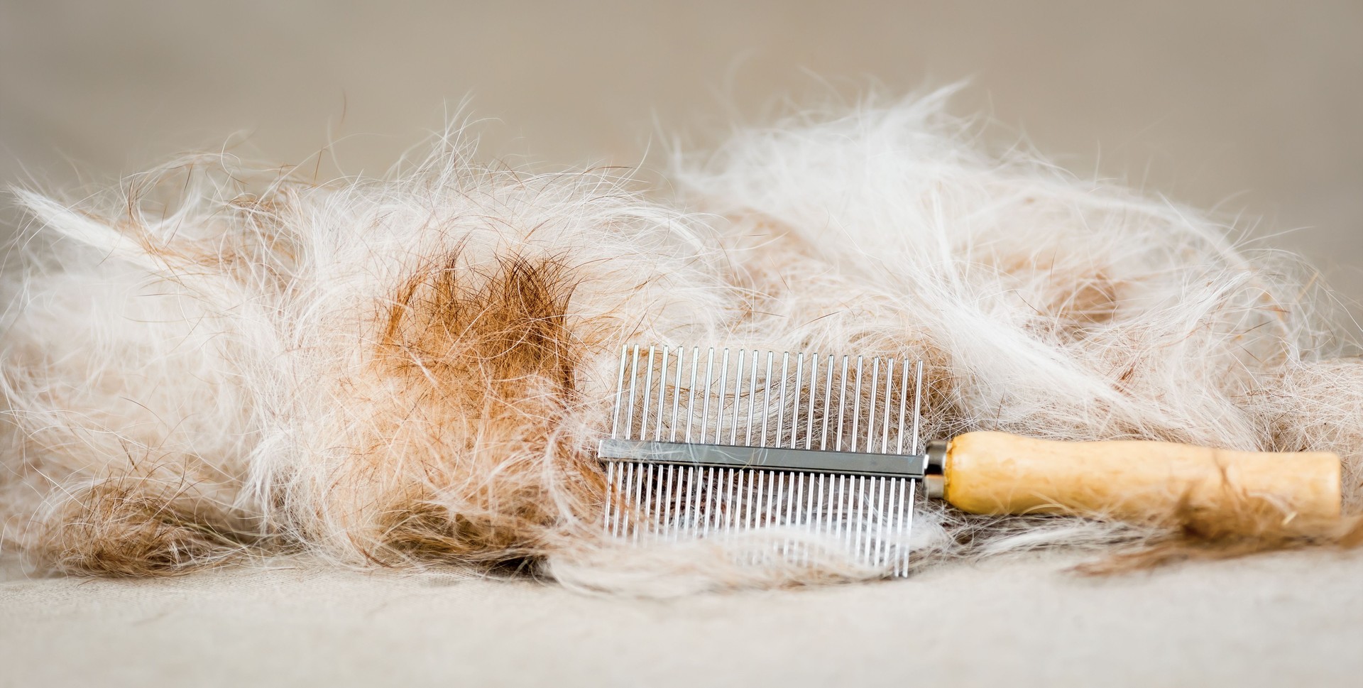 Pet hair and comb after a molting dog combing